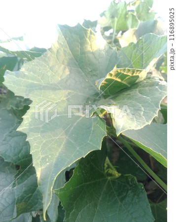 Green tree leaves in sunlight, sunny spring day in the park Sun rays shines through forest trees,nature of green leaf in garden at summer,sunlight spring summer concept nature background. 116895025