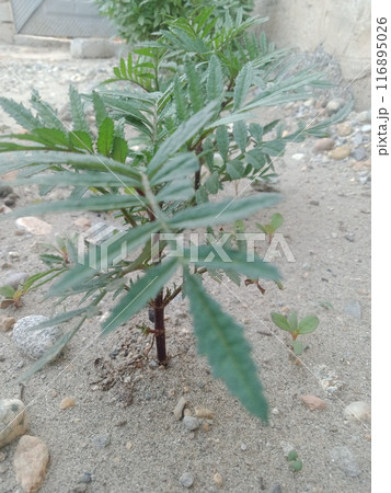 Green tree leaves in sunlight, sunny spring day in the park Sun rays shines through forest trees,nature of green leaf in garden at summer,sunlight spring summer concept nature background. 116895026