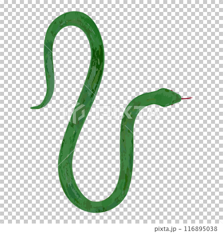 Hand drawn simple green snake illustration Hand drawn simple green snake illustration 116895038