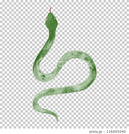 Hand drawn simple green snake illustration Hand drawn simple green snake illustration 116895040