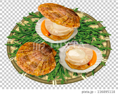 3 scallops (with colander and cypress leaves) 116895118