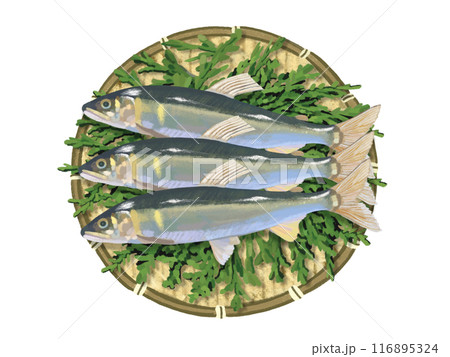 若鮎（ザル、檜の葉付き） 116895324