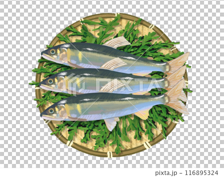 若鮎（ザル、檜の葉付き） 116895324