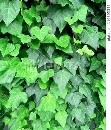 深緑色のアイビーの葉が壁一面に茂る縦長の背景画像 116895557