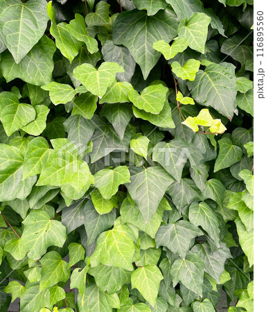 黄緑色のアイビーの葉が壁一面に茂る縦長の背景画像 116895560