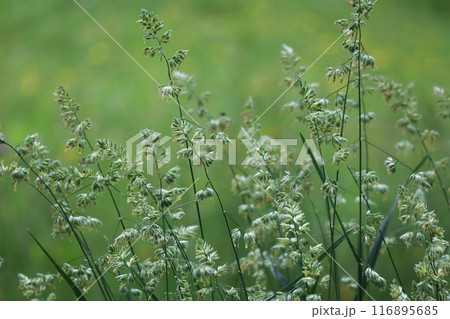 カモガヤ 116895685