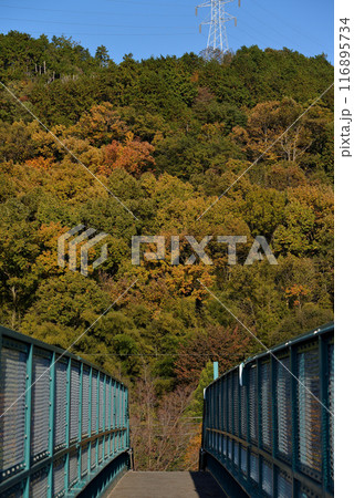 初秋の散歩道 116895734