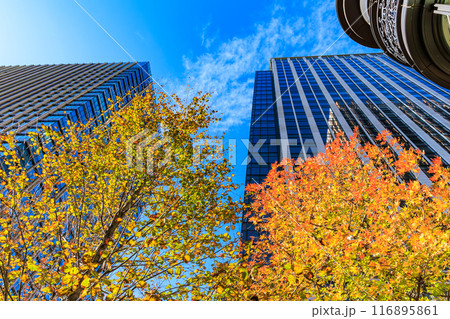東京 千代田区 丸の内周辺の紅葉 東京 千代田区 丸の内周辺の紅葉 116895861