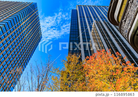 東京　千代田区　丸の内周辺の紅葉 116895863