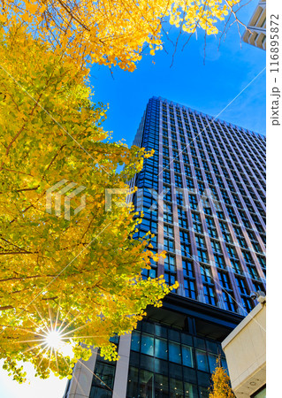 東京　千代田区　丸の内周辺の紅葉 116895872