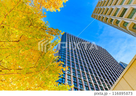 東京 千代田区 丸の内周辺の紅葉 東京 千代田区 丸の内周辺の紅葉 116895873
