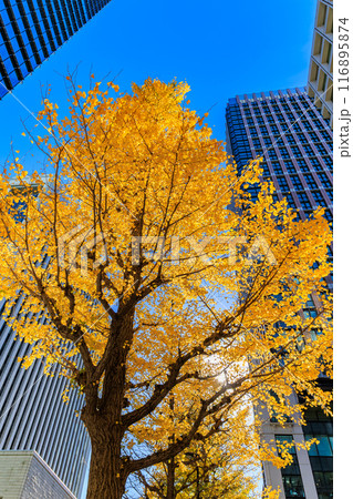 東京 千代田区 丸の内周辺の紅葉 東京 千代田区 丸の内周辺の紅葉 116895874