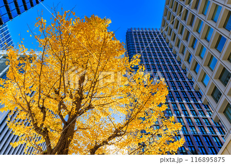 東京 千代田区 丸の内周辺の紅葉 東京 千代田区 丸の内周辺の紅葉 116895875