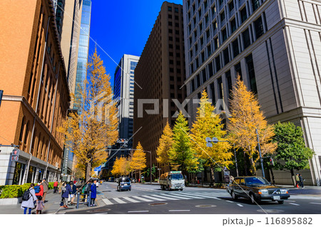 東京　千代田区　丸の内周辺の紅葉 116895882