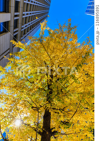 東京　千代田区　丸の内周辺の紅葉 116895891