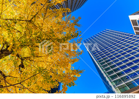 東京　千代田区　丸の内周辺の紅葉 116895892