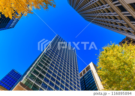 東京　千代田区　丸の内周辺の紅葉 116895894