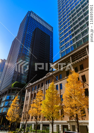 東京　千代田区　丸の内周辺の紅葉 116895901