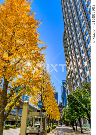 東京　千代田区　丸の内周辺の紅葉 116895908