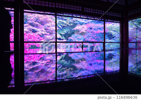 瑠璃光院の紅葉ライトアップ 瑠璃光院の紅葉ライトアップ 116896636