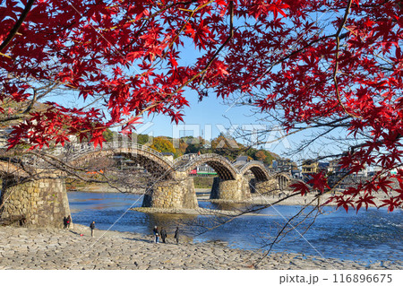 錦帯橋の紅葉 錦帯橋の紅葉 116896675