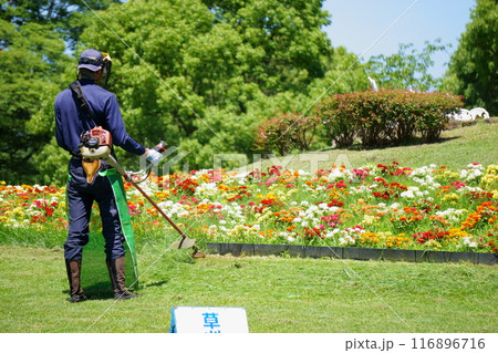 電動草刈機で草刈りをする男性 116896716