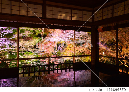 瑠璃光院の紅葉ライトアップ 瑠璃光院の紅葉ライトアップ 116896770