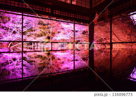 瑠璃光院の紅葉ライトアップ 瑠璃光院の紅葉ライトアップ 116896773