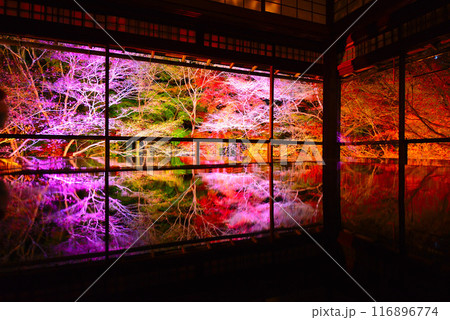 瑠璃光院の紅葉ライトアップ 瑠璃光院の紅葉ライトアップ 116896774
