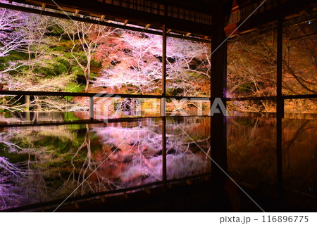 瑠璃光院の紅葉ライトアップ 瑠璃光院の紅葉ライトアップ 116896775