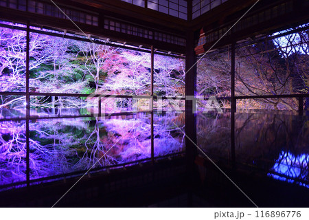 瑠璃光院の紅葉ライトアップ 瑠璃光院の紅葉ライトアップ 116896776