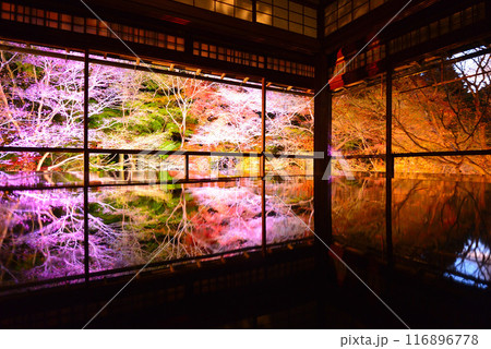 瑠璃光院の紅葉ライトアップ 116896778