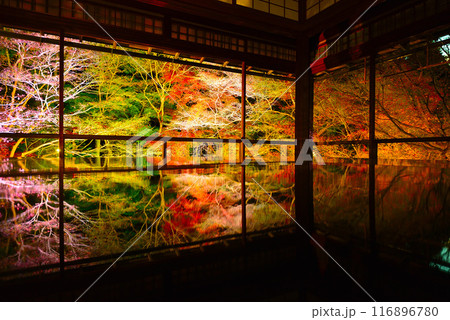 瑠璃光院の紅葉ライトアップ 瑠璃光院の紅葉ライトアップ 116896780