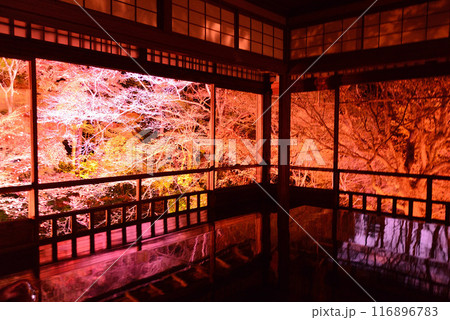 瑠璃光院の紅葉ライトアップ 瑠璃光院の紅葉ライトアップ 116896783