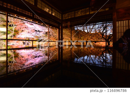 瑠璃光院の紅葉ライトアップ 瑠璃光院の紅葉ライトアップ 116896786