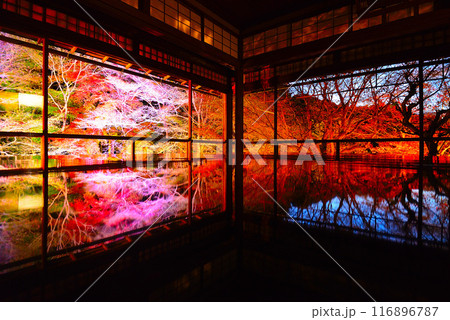 瑠璃光院の紅葉ライトアップ 116896787