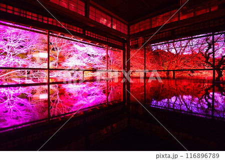 瑠璃光院の紅葉ライトアップ 瑠璃光院の紅葉ライトアップ 116896789