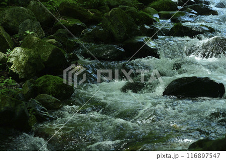 小川の水の流れ 116897547