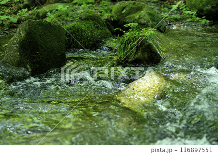 小川の水の流れ 小川の水の流れ 116897551
