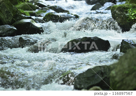 小川の水の流れ 小川の水の流れ 116897567