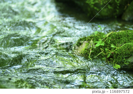 小川の水の流れ 小川の水の流れ 116897572