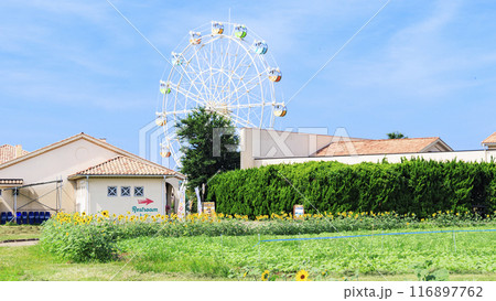 ひまわりが咲く丘にある公園 ひまわりが咲く丘にある公園 116897762