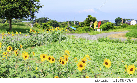 ひまわりが咲く丘にある公園 ひまわりが咲く丘にある公園 116897767