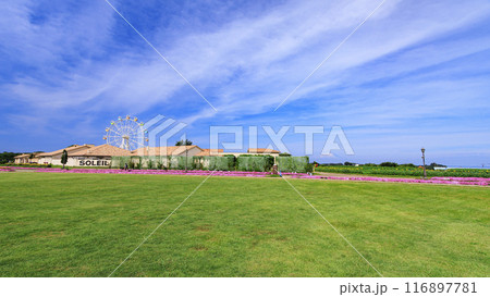 ひまわりが咲く丘にある公園 116897781