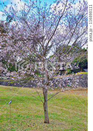 皇居　乾通り　シキザクラ（四季桜）（東京都千代田区） 116898111