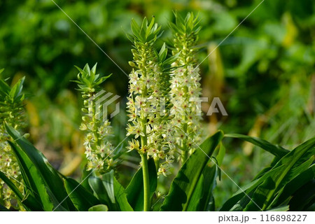 ユーコミス（パイナップルリリー） 116898227