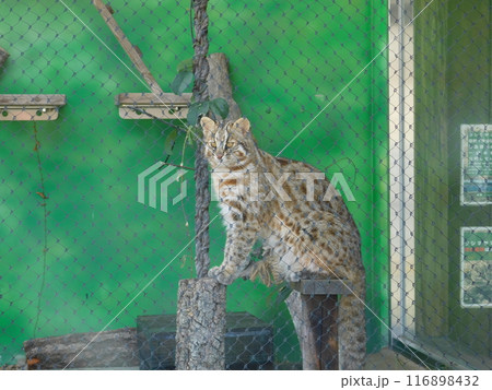 動物園の檻の中のツシマヤマネコ 116898432