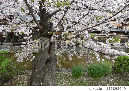 祇園白川に老木の桜 116898449