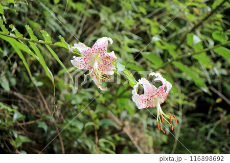 鹿の子百合の花のある風景 116898692