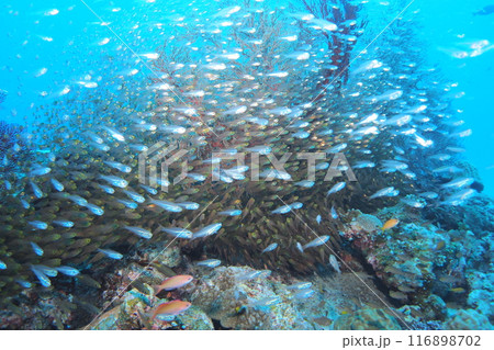 珊瑚礁に群れるキンメモドキ 水中写真 珊瑚礁に群れるキンメモドキ 水中写真 116898702